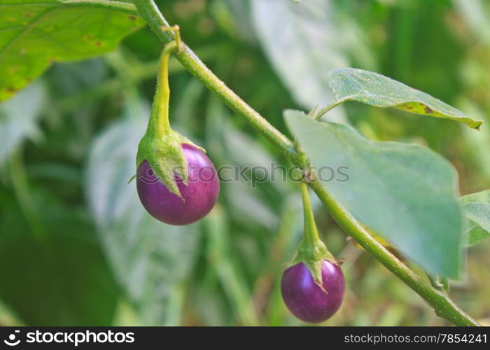 fresh vegetable eggplant on tree in garden