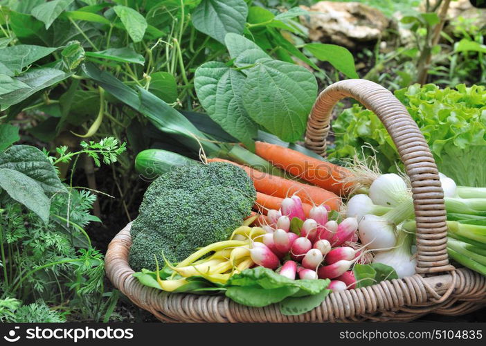 fresh vegetable in a basket in garden