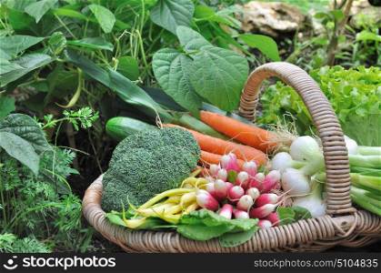 fresh vegetable in a basket in garden