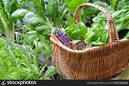 fresh vegetables in a wicker basket harvesting in garden
