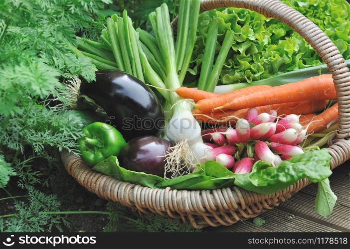 fresh vegetables in a wicker basket in garden