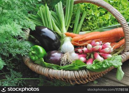 fresh vegetables in a wicker basket in garden