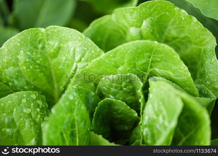 fresh vegetables lettuce with water drop on leaf in the garden food organic vegetable gardening wait harvested for green salad health food concept