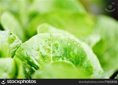 fresh vegetables lettuce with water drop on leaf in the garden food organic vegetable gardening wait harvested for green salad health food concept