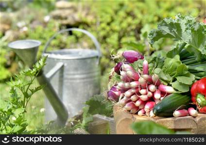 fresh vegetables put on a plank in garden with a metal watering can