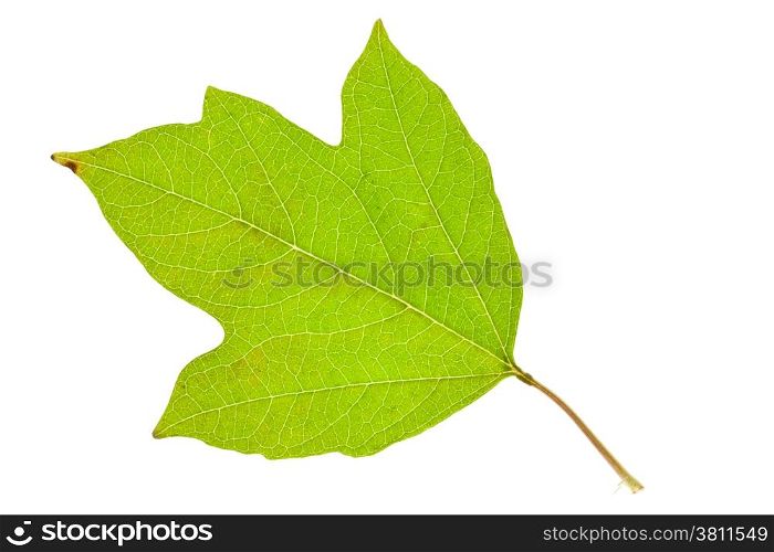Fresh viburnum leaf isolated on whit