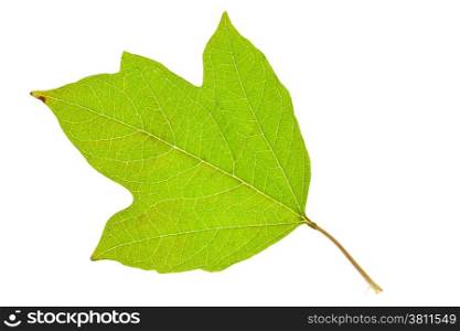 Fresh viburnum leaf isolated on whit