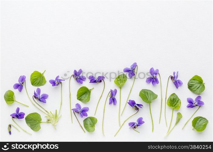 fresh viola flowers and leaves on art canvas with a copy space - springtime concept