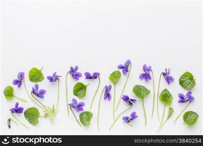 fresh viola flowers and leaves on art canvas with a copy space - springtime concept