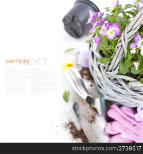 fresh viola flowers in a basket, gardening gloves and shovel over white with sample text
