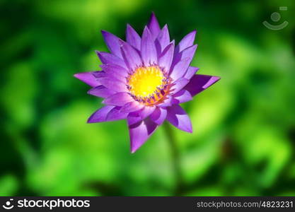 fresh violet flower