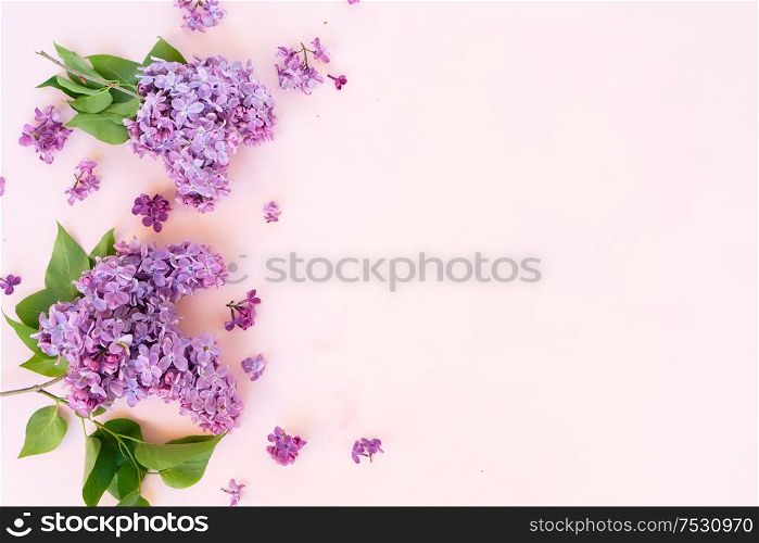 Fresh violet lilac flowers border over pink background with copy space, flat lay floral composition over pink. Fresh lilac flowers