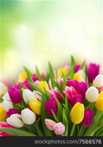 fresh violet, pink, yellow and white tulip flowers over spring garden background. bouquet of pink, purple and white tulips