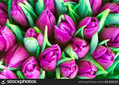 Fresh violet tulips with green leaves- nature spring background. Soft focus and bokeh