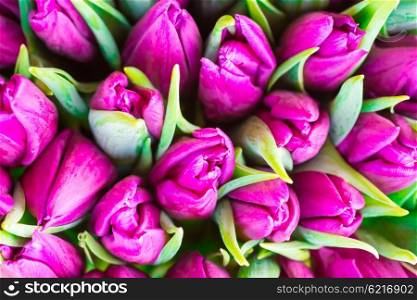 Fresh violet tulips with green leaves- nature spring background. Soft focus and bokeh