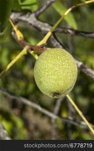 Fresh walnut green skin hanging from a tree branch