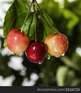 Fresh Washington State Rainier Cherries hanging from tree in summer