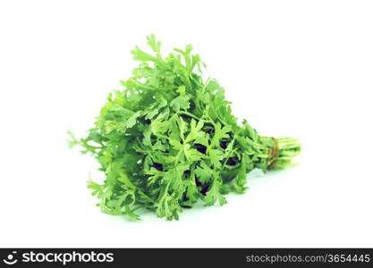 Fresh water cress or garden cress herbs isolated on white background