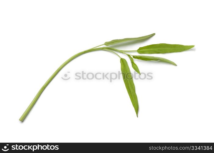 Fresh Water Spinach twig on white background