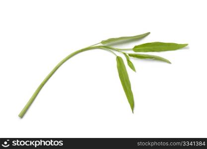 Fresh Water Spinach twig on white background