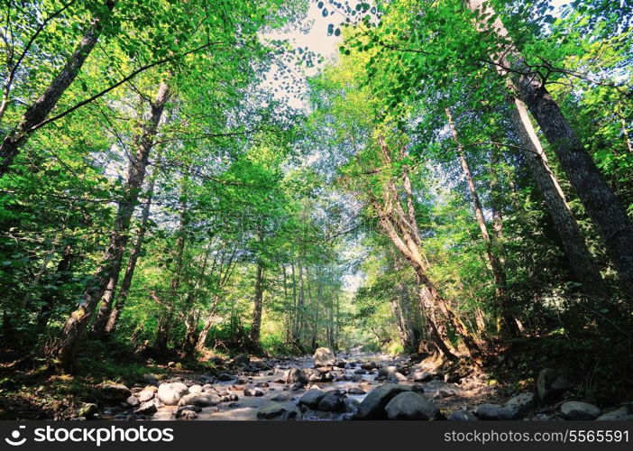 fresh water wild creek in forest at beautiful nature landscape