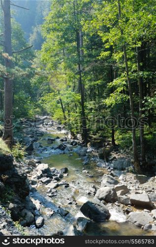 fresh water wild creek in forest at beautiful nature landscape