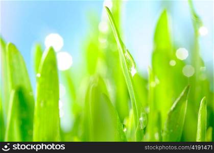 fresh wet grass in sun rays, closeup