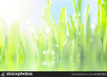 fresh wet grass in sun rays, closeup