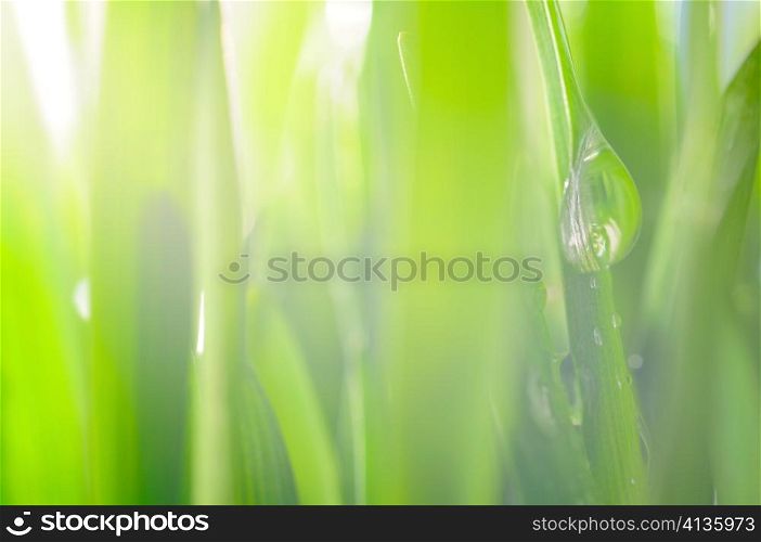 fresh wet grass in sun rays, closeup, focus on big drop