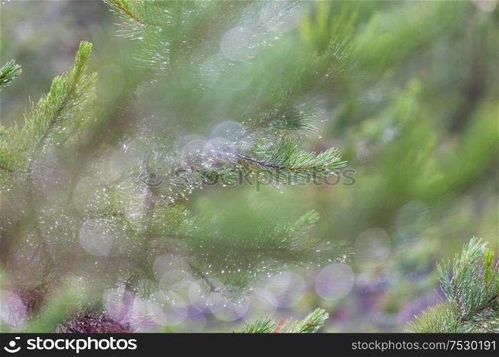 Fresh wet pine branch background.