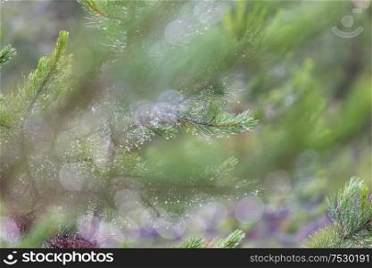 Fresh wet pine branch background.