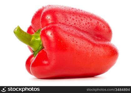 fresh wet red paprika isolated on white
