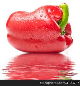 fresh wet red paprika isolated on white on water