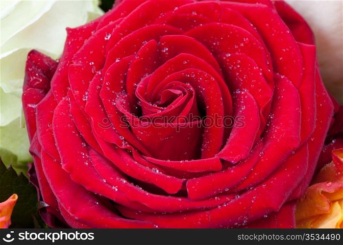 fresh wet scarlet rose close up