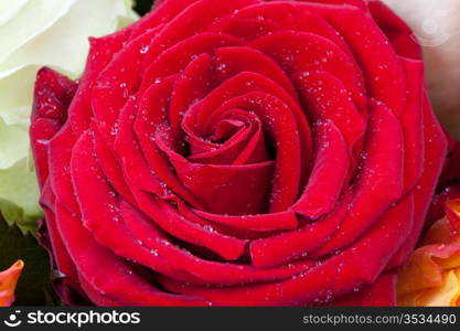 fresh wet scarlet rose close up