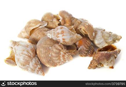 fresh Whelks in front of white background