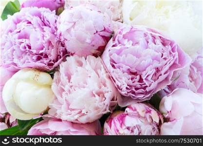 Fresh white and pink peony flowers natural macro background. Fresh peony flowers