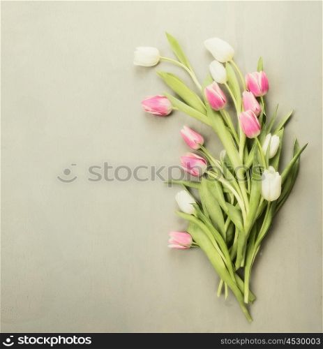 Fresh white and rose Tulips on gray wooden background with place for text