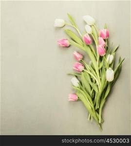 Fresh white and rose Tulips on gray wooden background with place for text