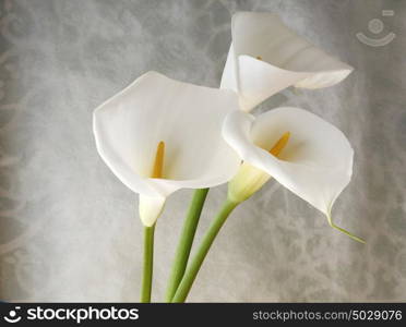 fresh white calla lilies against a decorative swirling background