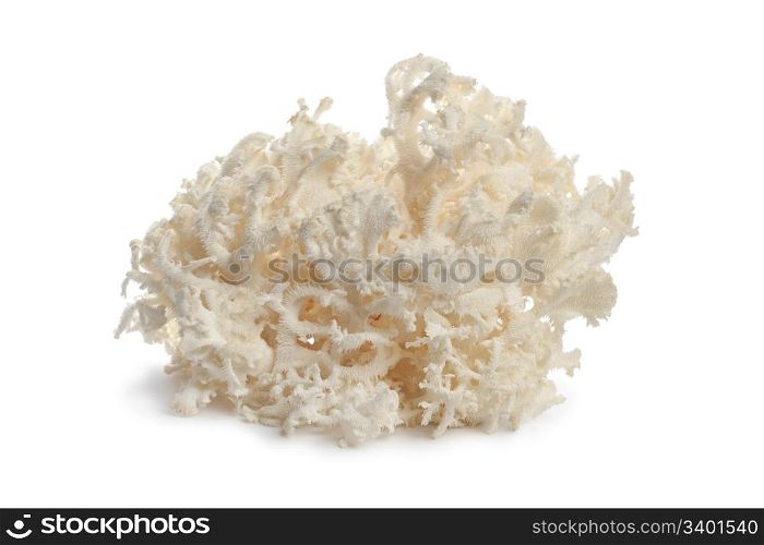 Fresh white coral fungus on white background