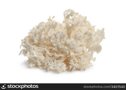 Fresh white coral fungus on white background