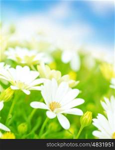 Fresh white daisy flowers meadow over blue sky, soft focus, spring time season, floral field, beautiful nature