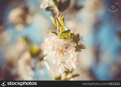 Fresh white flowers blooming on tree branches in spring, filtered close up.