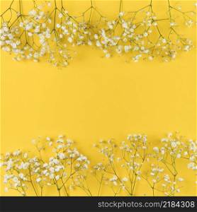 fresh white gypsophila against yellow background