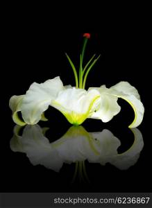 Fresh white lily flower head isolated on black background with reflection
