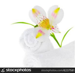 Fresh white lily isolated on white