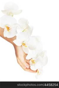 Fresh white orchid in female hands, woman holding flower, isolated on white background, beauty, health care and spa concept