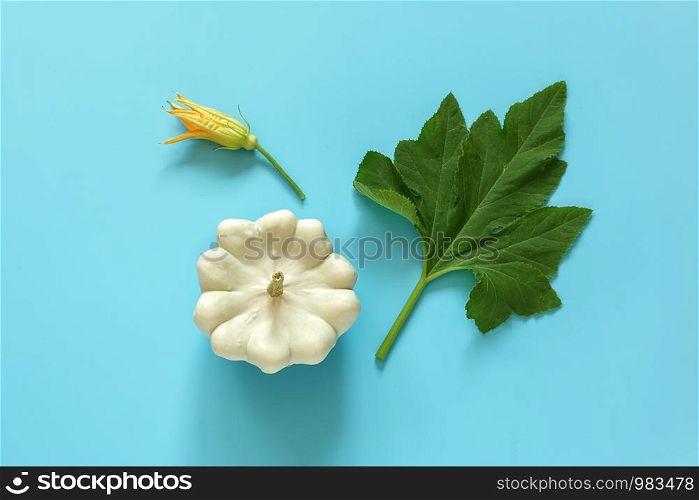 Fresh white pattypan squash with green leaf and flower on blue background. Concept Organic bush pumpkin vegetable. Copy space Top view Flat lay.. Fresh white pattypan squash with green leaf and flower on blue background. Concept Organic bush pumpkin vegetable. Copy space Top view Flat lay