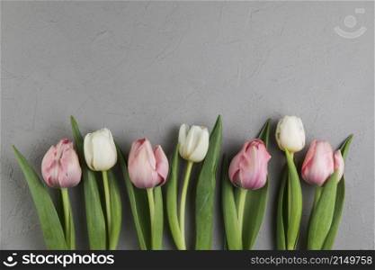 fresh white pink tulips gray concrete background